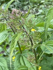 Urtica galeopsifolia