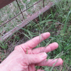 Bromus arvensis