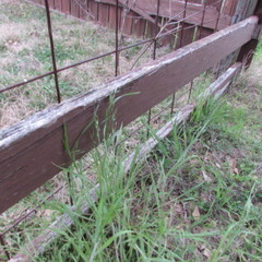 Bromus arvensis