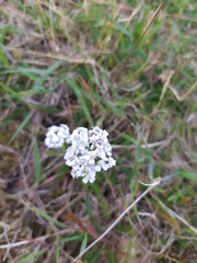 Achillea millefolium