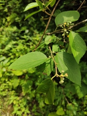 Grewia biloba