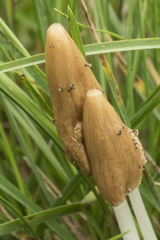 Conocybe deliquescens