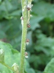 Acanalonia bivittata