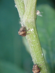 Acanalonia bivittata