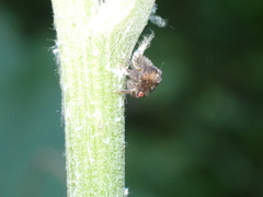 Acanalonia bivittata