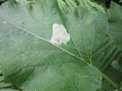 Calycomyza flavinotum