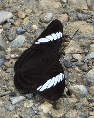Adelpha epione