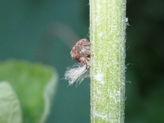 Acanalonia bivittata