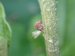 Acanalonia bivittata