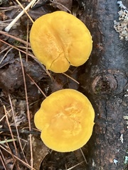 Cantharellus flavus