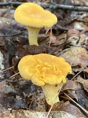 Cantharellus flavus