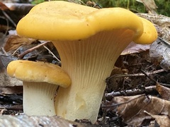 Cantharellus flavus