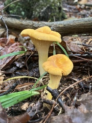 Cantharellus flavus