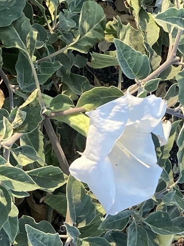 photo of Sacred Datura (Datura wrightii)