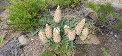 Astragalus lupulinus