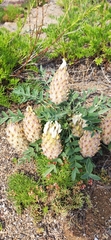 Astragalus lupulinus