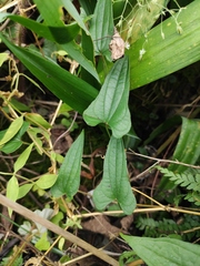 Dioscorea japonica