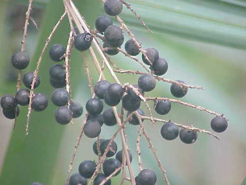 Dwarf Palmetto