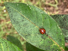 Harmonia axyridis
