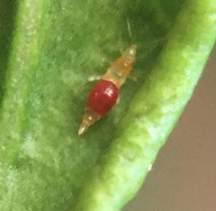 Franklinothrips vespiformis