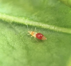 Franklinothrips vespiformis