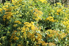 Senecio pleistocephalus
