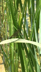 Calopteryx virgo