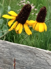 Rudbeckia maxima