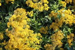 Senecio pleistocephalus