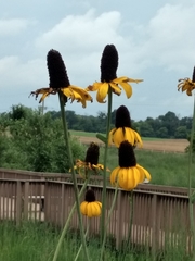 Rudbeckia maxima