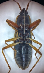 Togodolentus wrighti