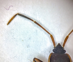 Togodolentus wrighti