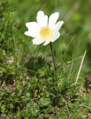 Anemonoides baldensis