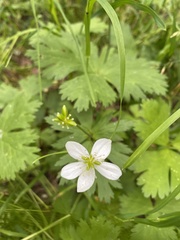 Anemonastrum baicalense