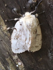 Lymantria dispar dispar