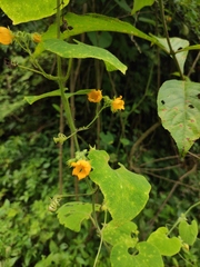 Thladiantha nudiflora