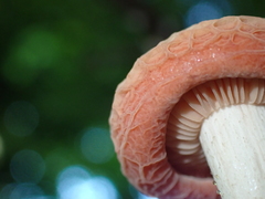 Rhodotus palmatus