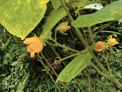 Thladiantha nudiflora