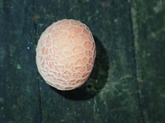 Rhodotus palmatus
