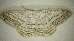 Scopula ancellata