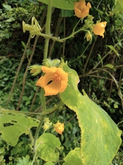 Thladiantha nudiflora