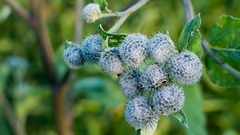 Arctium tomentosum