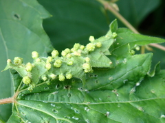 Daktulosphaira vitifoliae