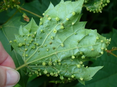 Daktulosphaira vitifoliae