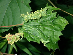Daktulosphaira vitifoliae