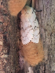 Lymantria dispar dispar