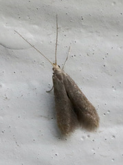 Limnaecia phragmitella