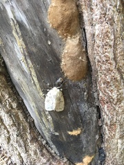 Lymantria dispar dispar