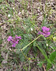 Oxytropis longirostra