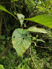 Callicarpa bodinieri